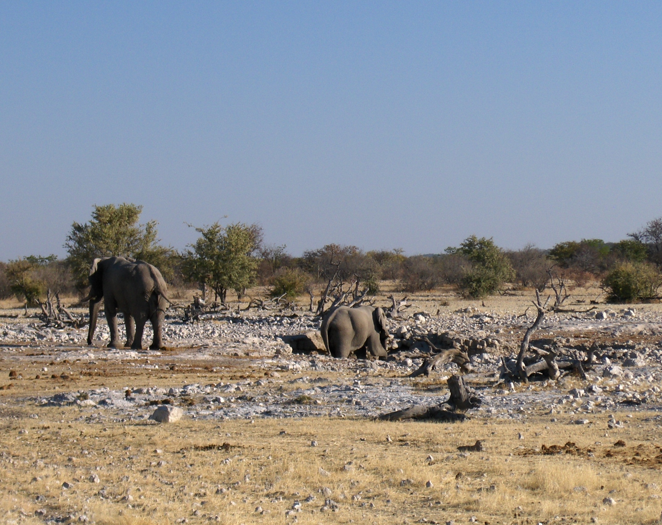 elephants at etosha game park watering hole safaria namibia