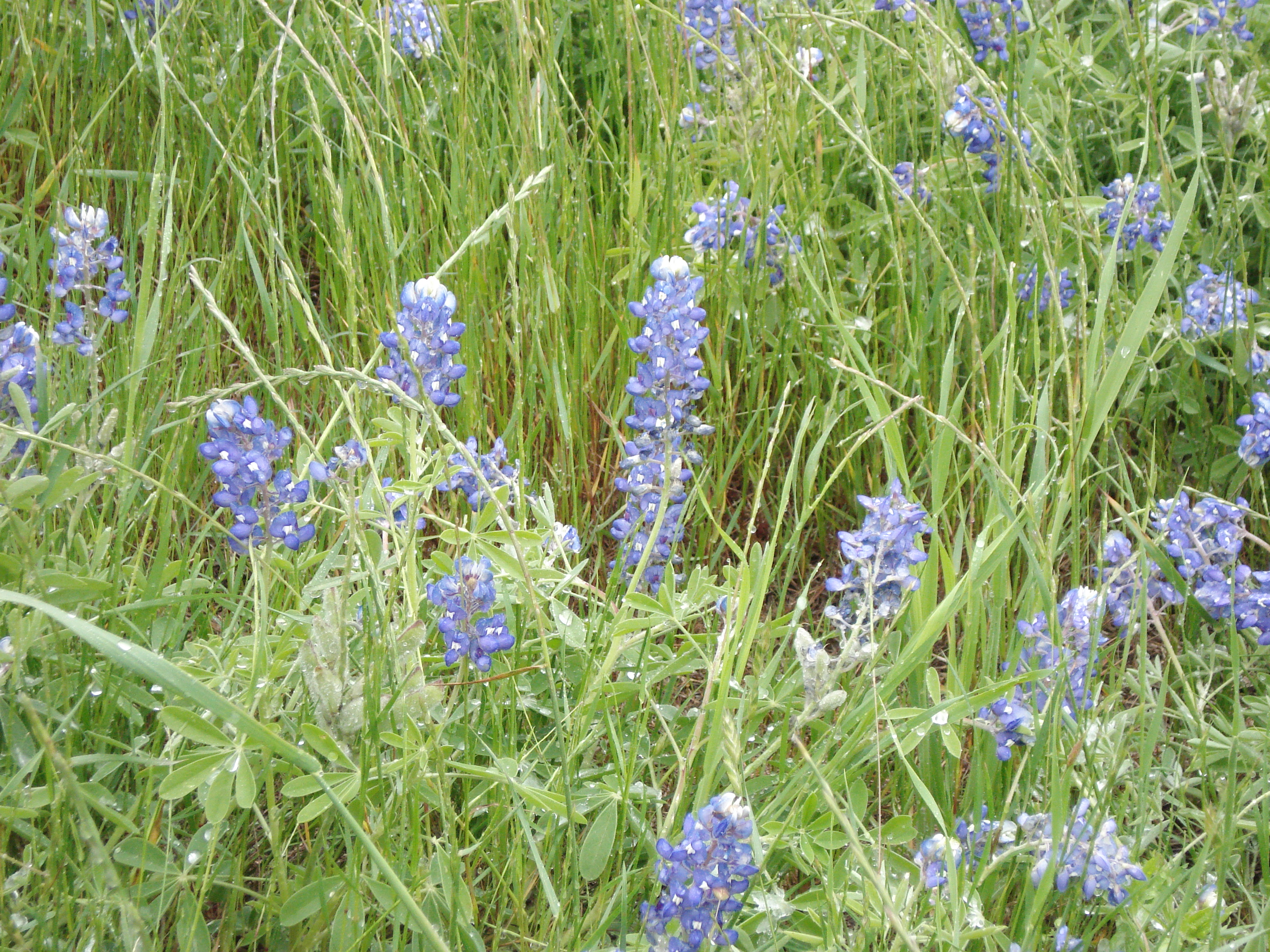 texas bluebonnets