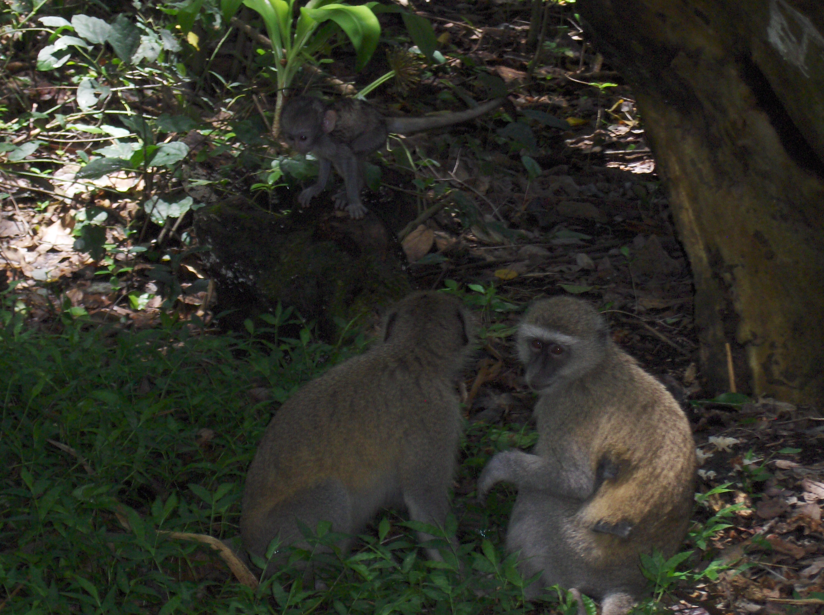 three monkeys in the trees victoria falls zimbabwe