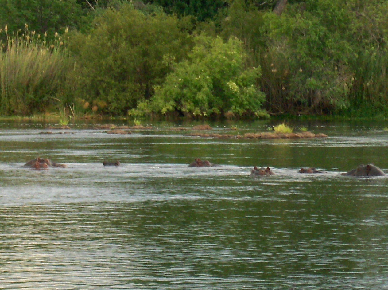 Chobe river boat cruise botswana