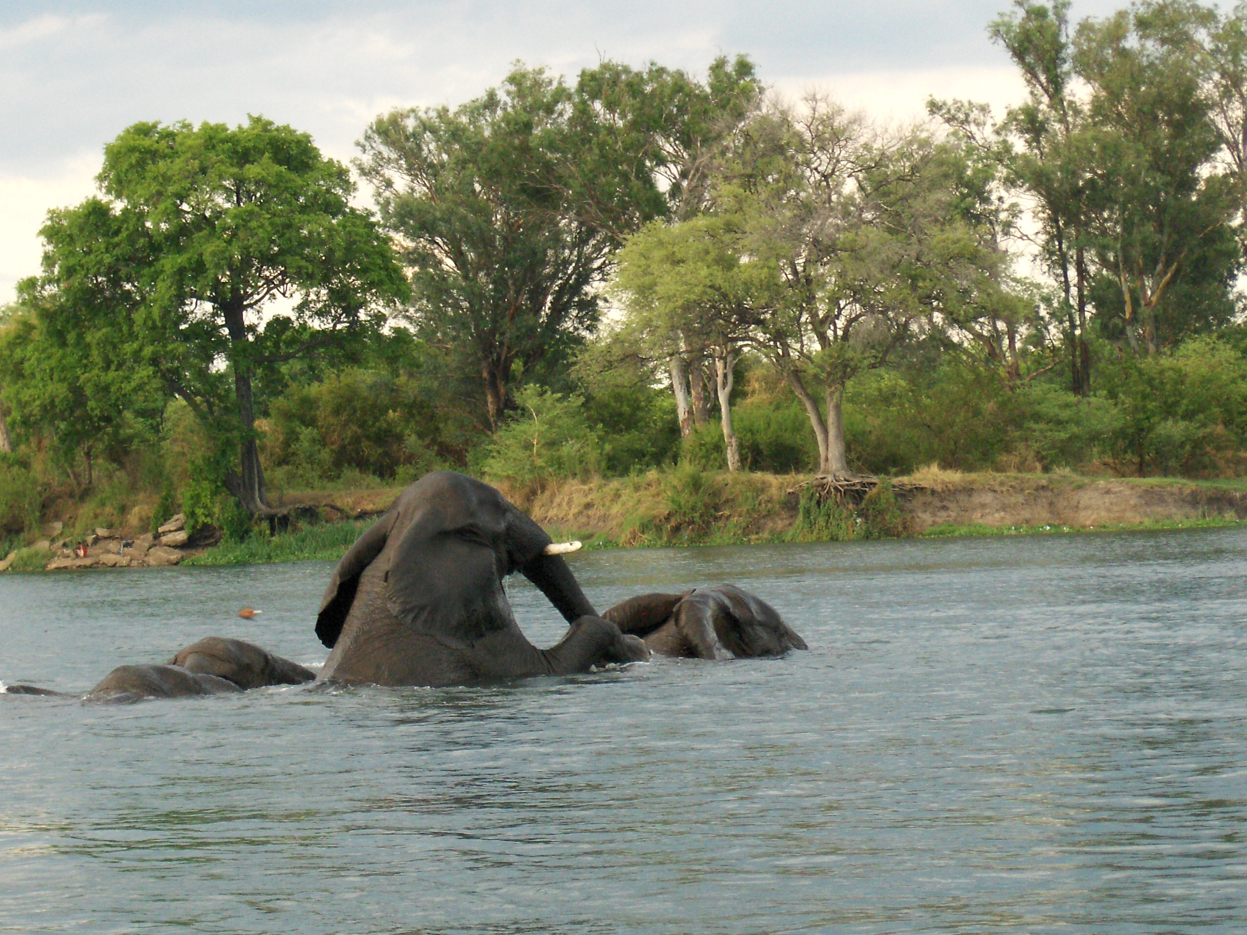 Chobe river three elephants playing in water Botswana