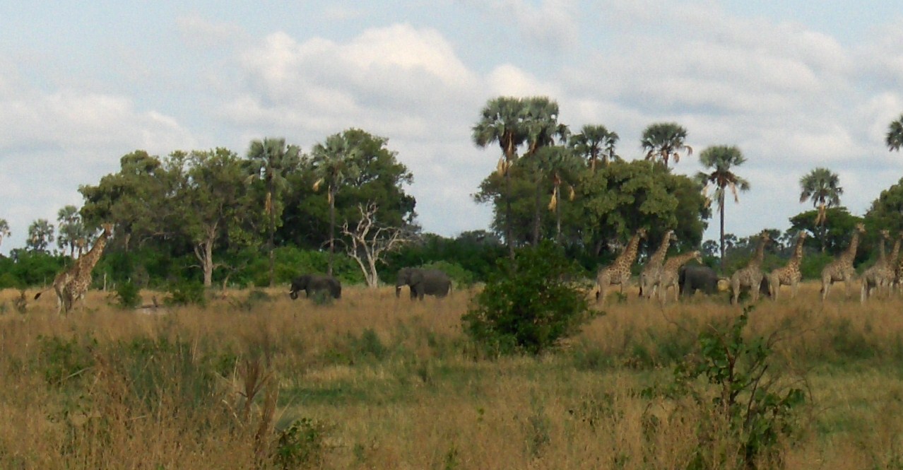 walking safari makoro ride okavango delta botswana