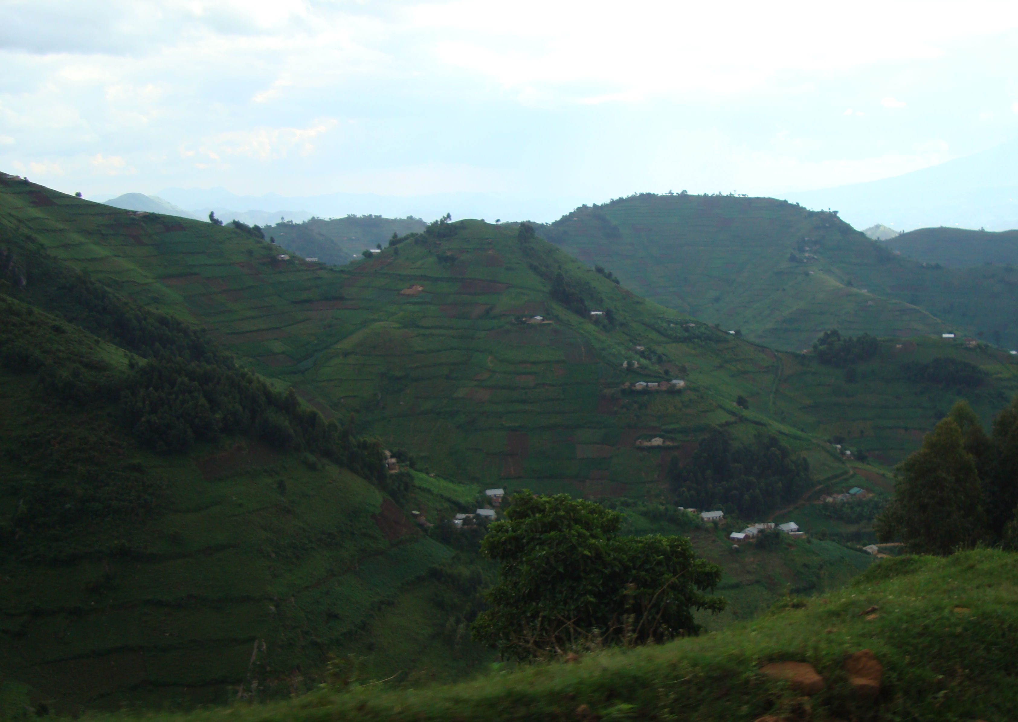 milles collines green coffee hills of Rwanda