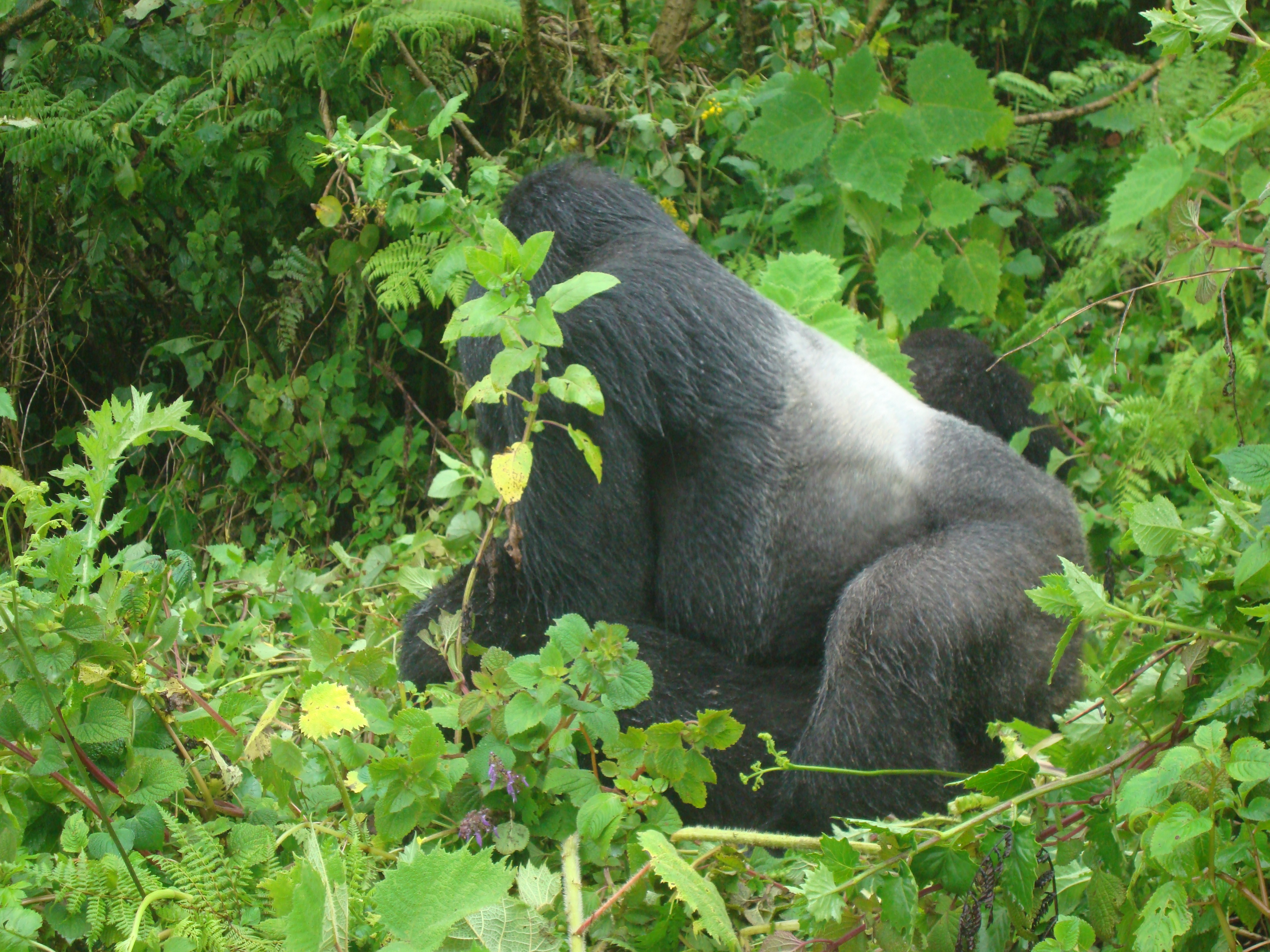 silverback gorillas having sex uganda rwanda parc de volcanes