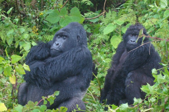 silverback gorillas parc de volcanes rwanda uganda