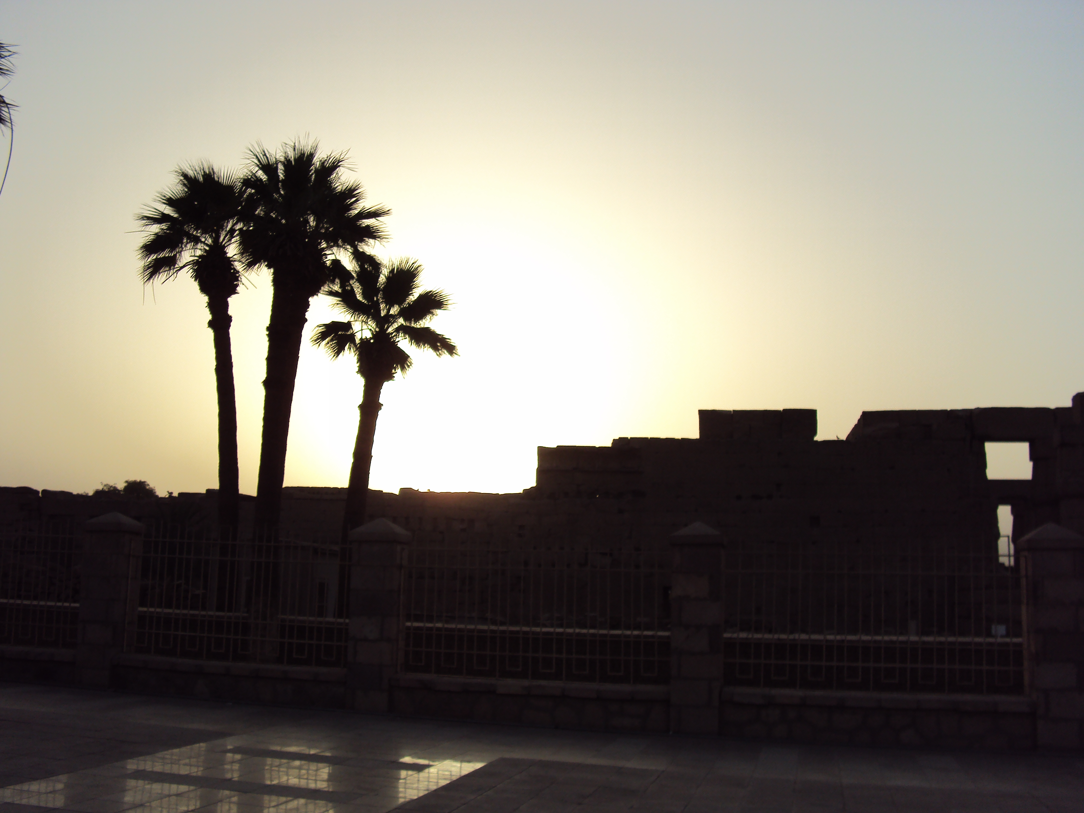 sunset palm tree luxor temple egypt