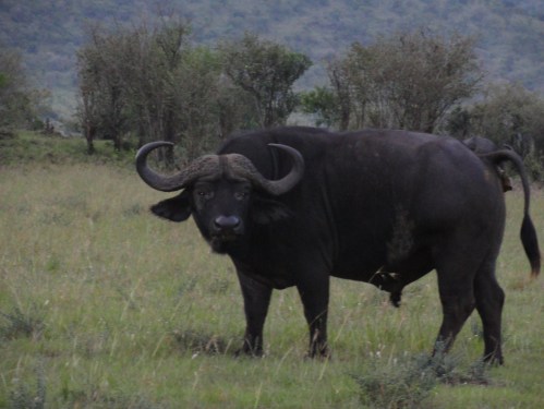 african buffalo at ngorongoro crater tanzania