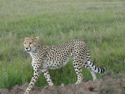 cheetah at ngorngoro crater tanzania
