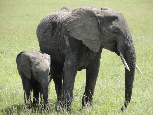 elephant and baby tanzania ngorongoro crater