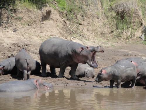 hippo family at ngorongoro crater kenya tanzania