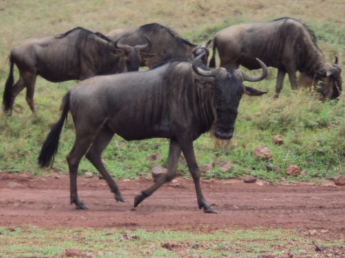 wildebeest walking at ngorongoro crater tanzania