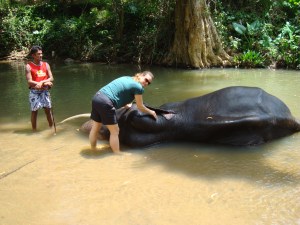 deah bathes an elephant in sri lanka river