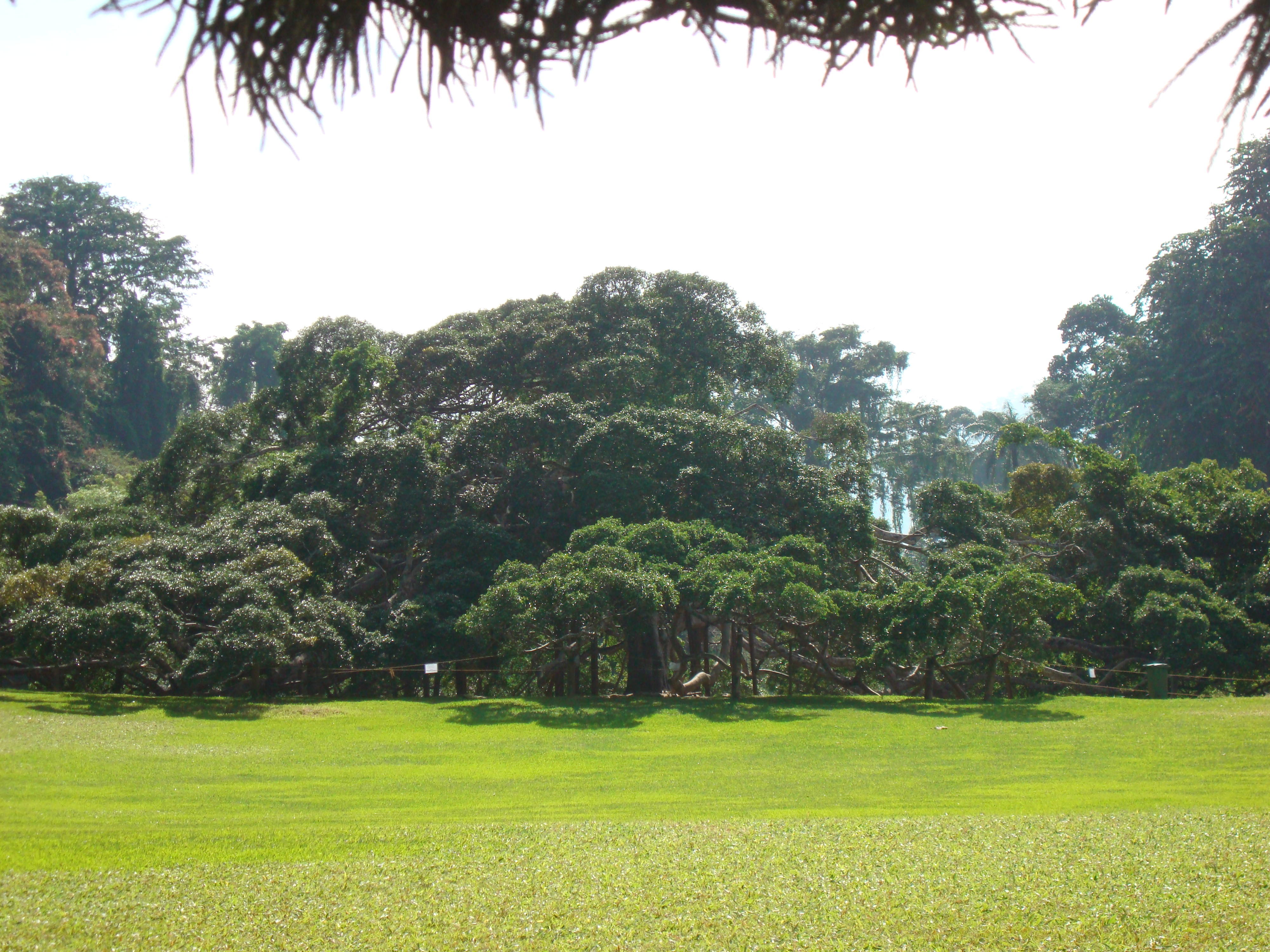 giant java fig tree sri lanka
