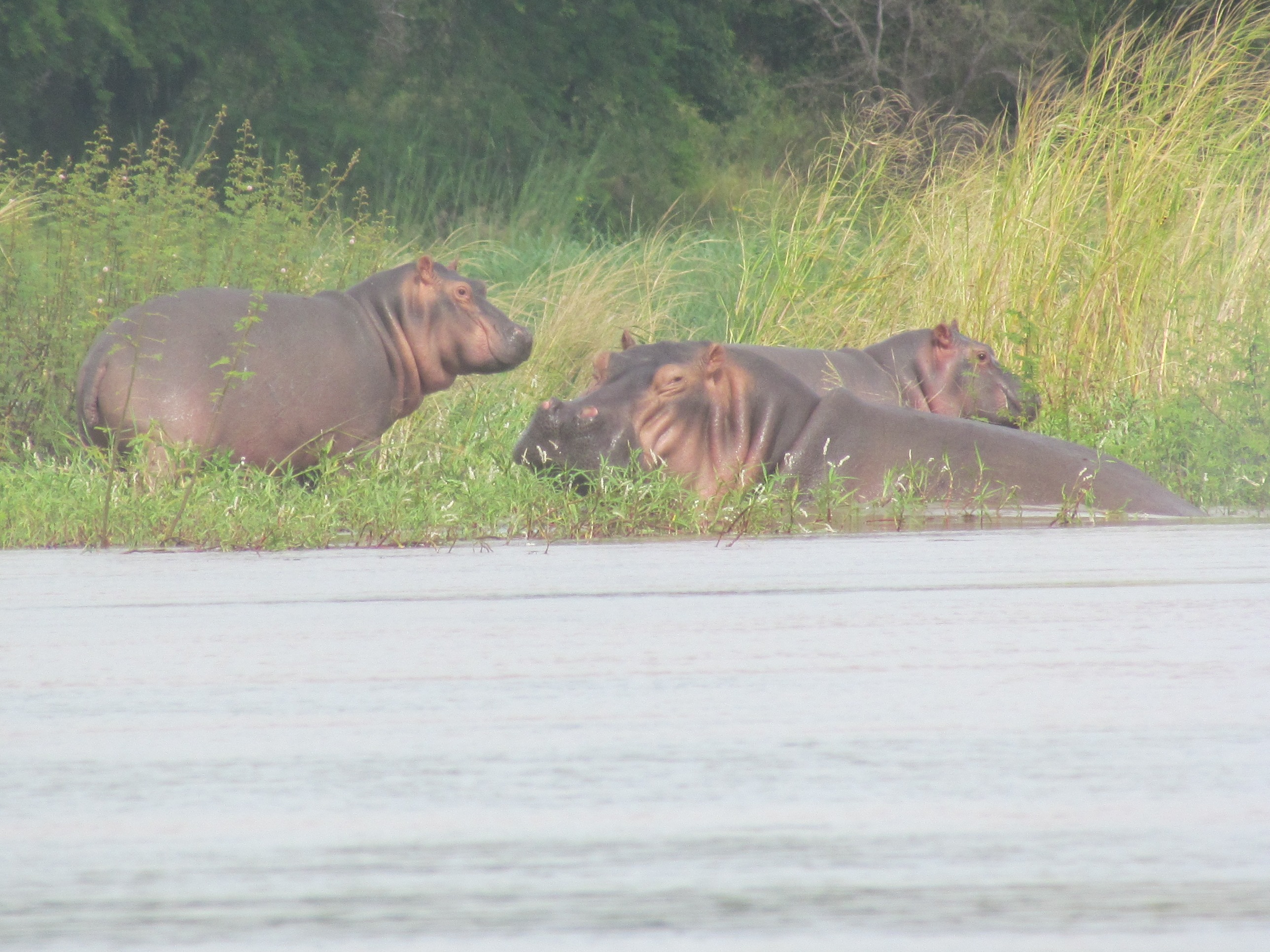 three hippos in chari river tchad