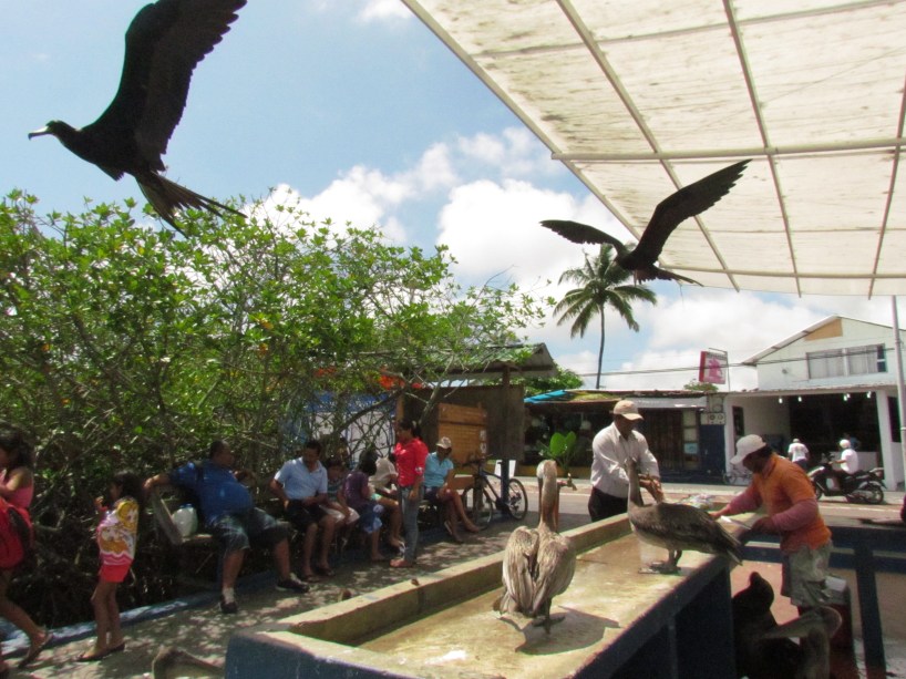 pelicans flying at fish market Galapagos