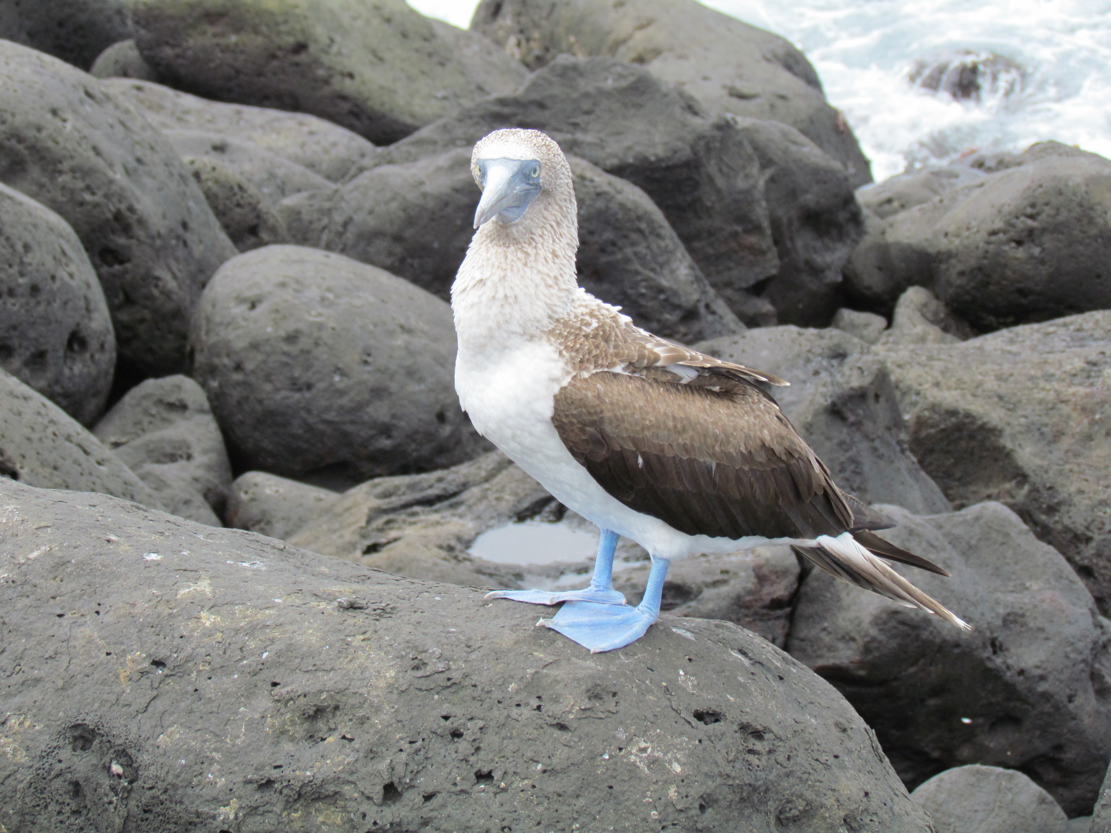 Blue Footed Booby on rocks Galapagos Islands