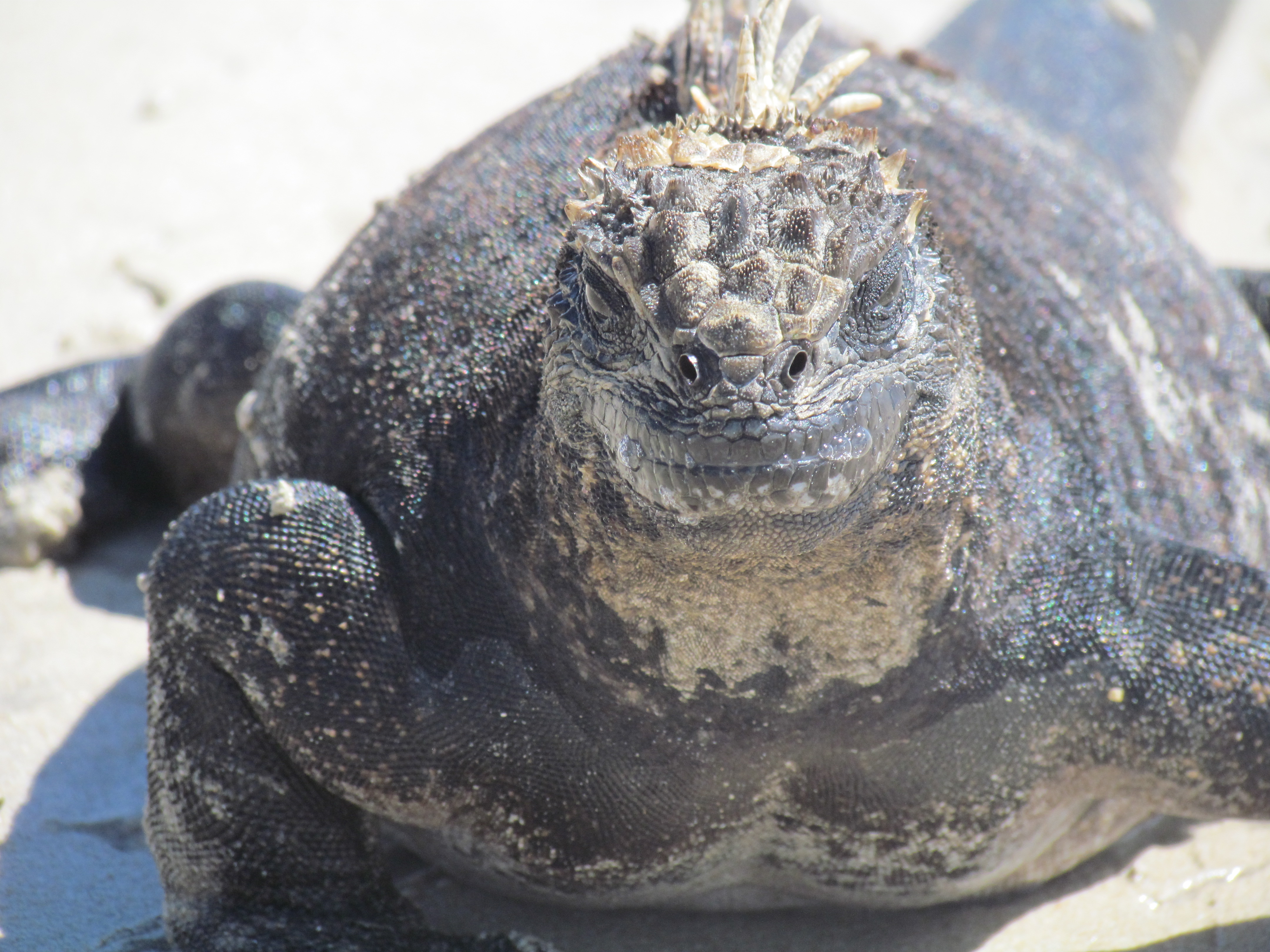 iguana face galapagos islands