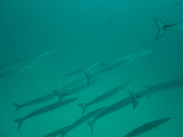 barracuda school underwater scuba diving galapagos