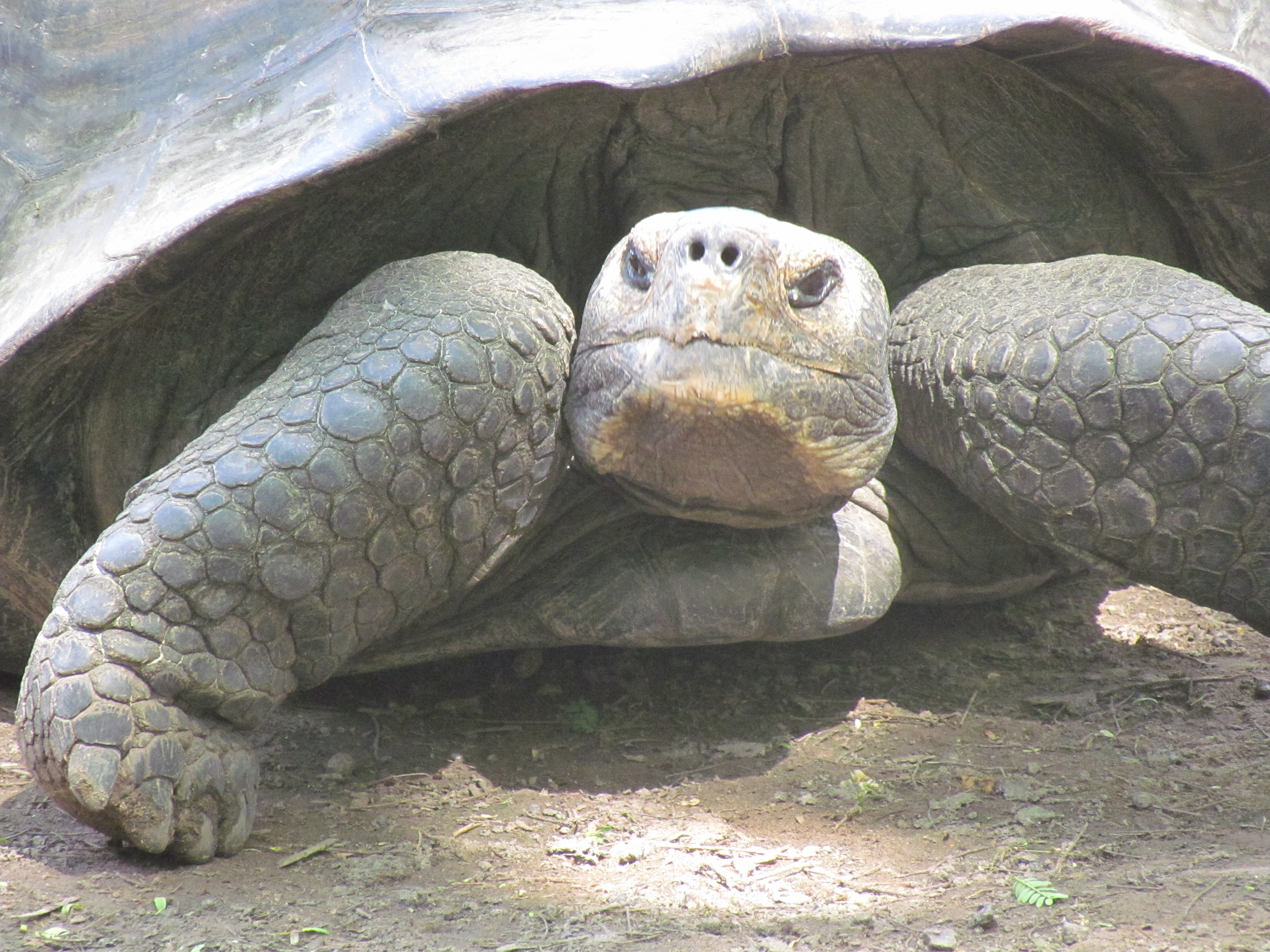 giant turtle's face galapagos