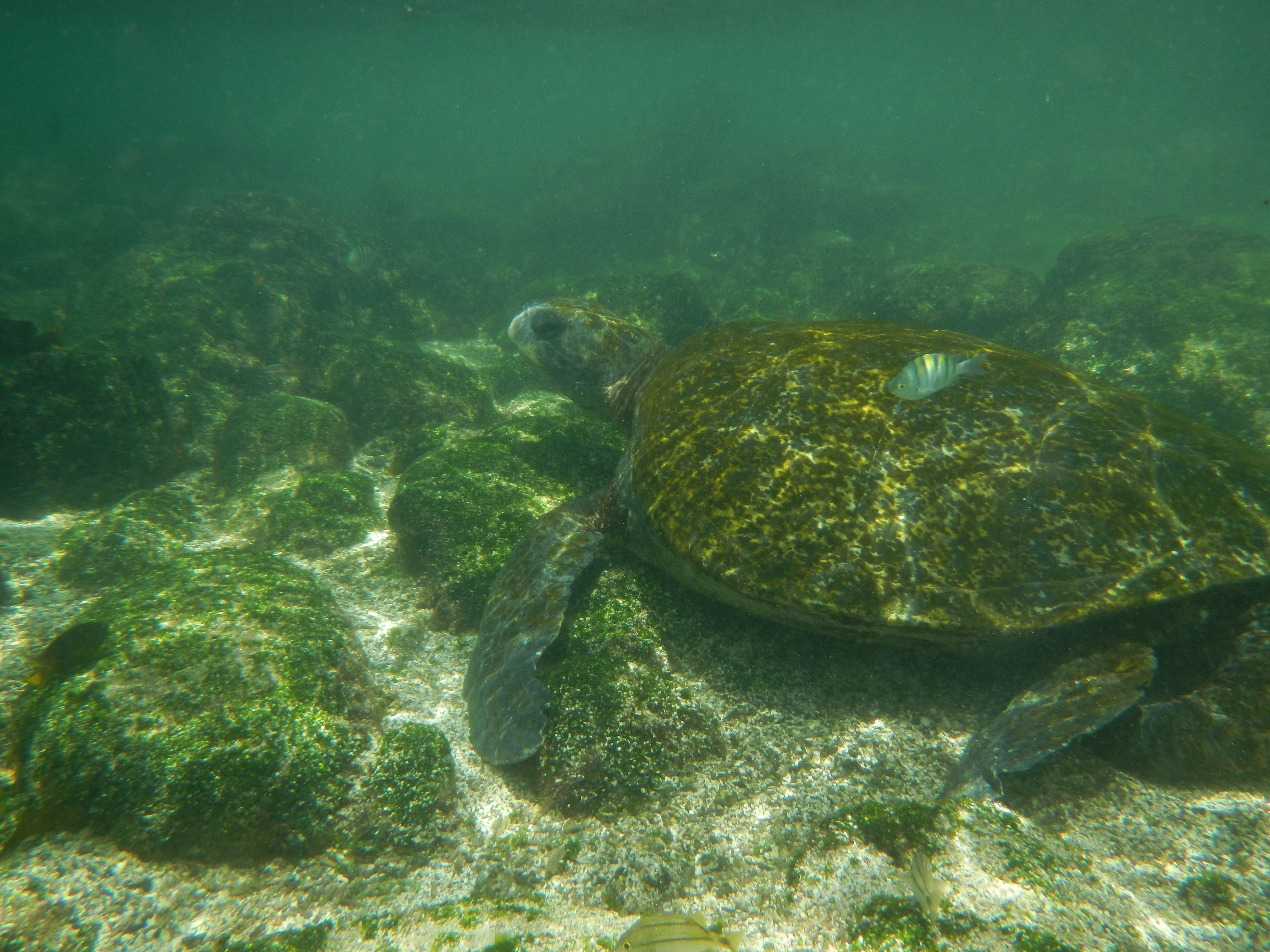 underwater large turtle
