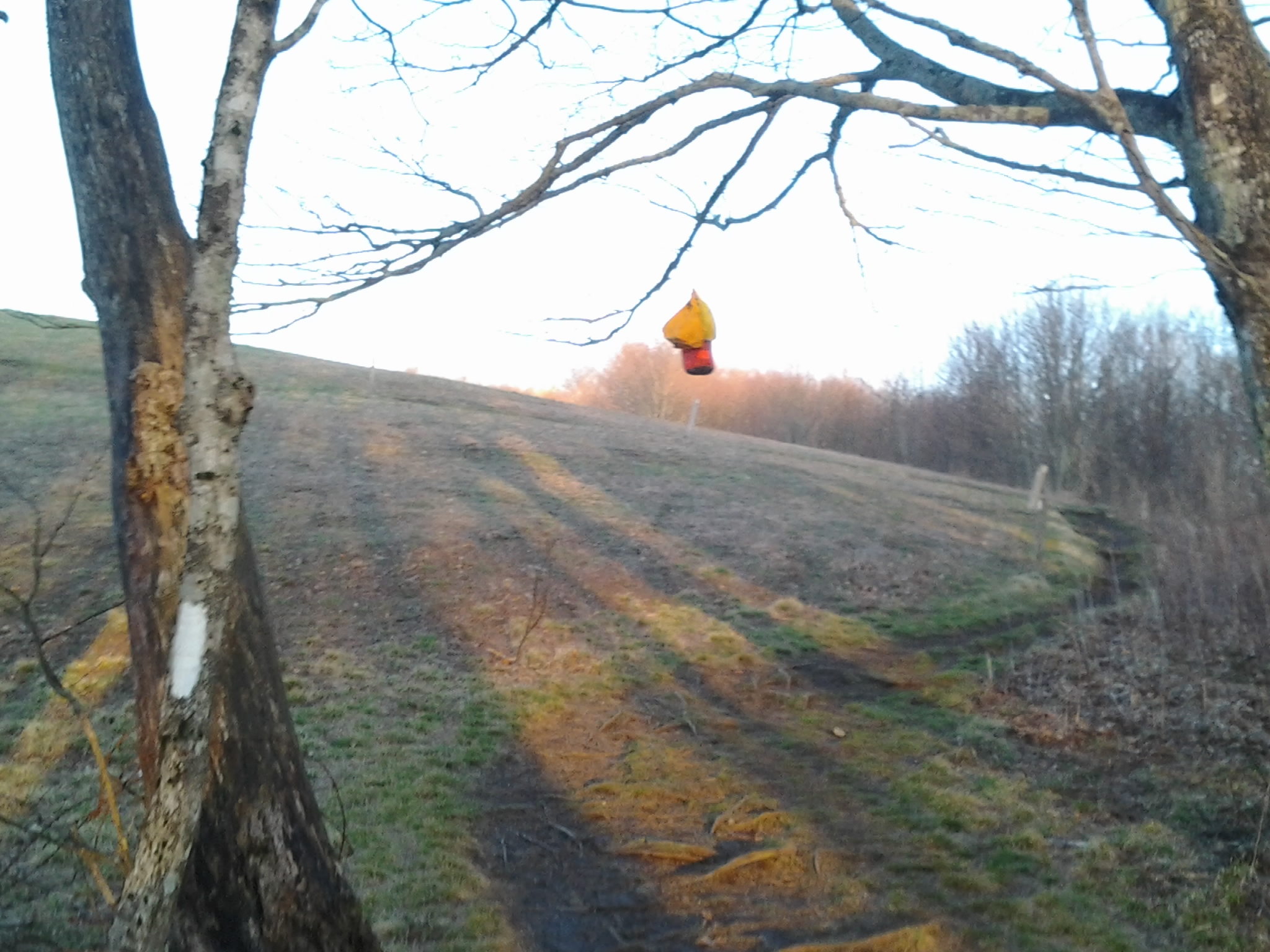 bear bag hanging from tree appalachian trail north caroline