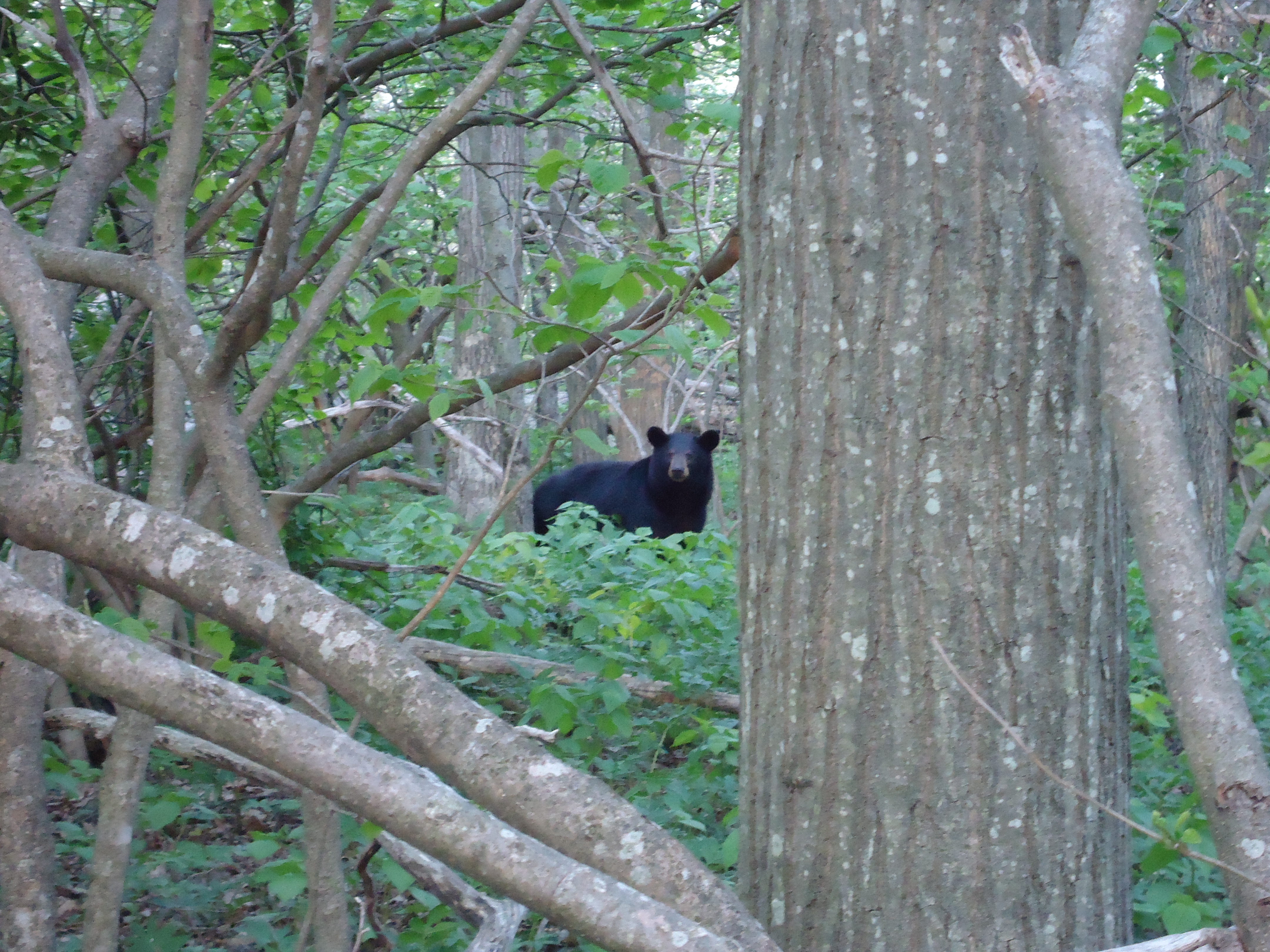 bear in the woods appalachian trail