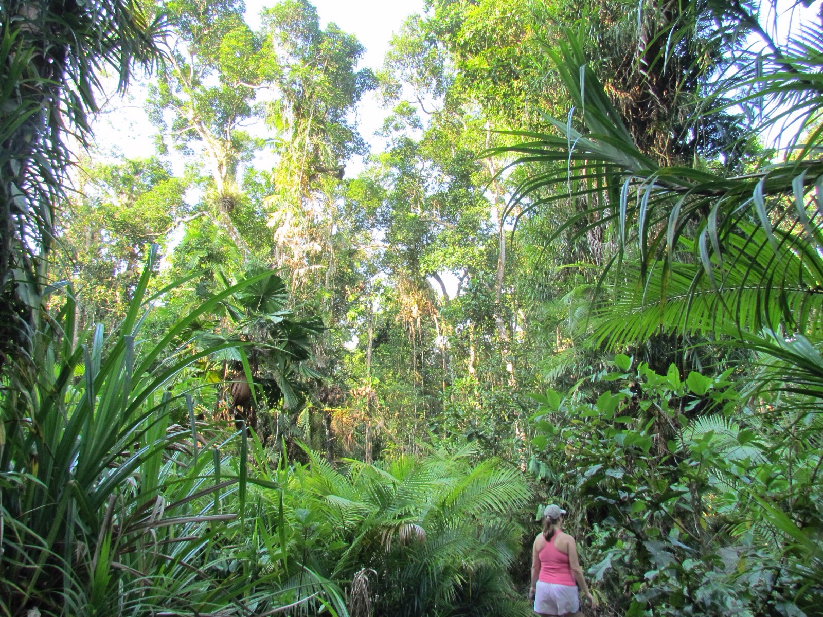 Daintree National Forest Australia