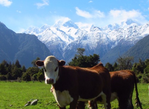 cow in green field with Mt Cook New Zealand in background