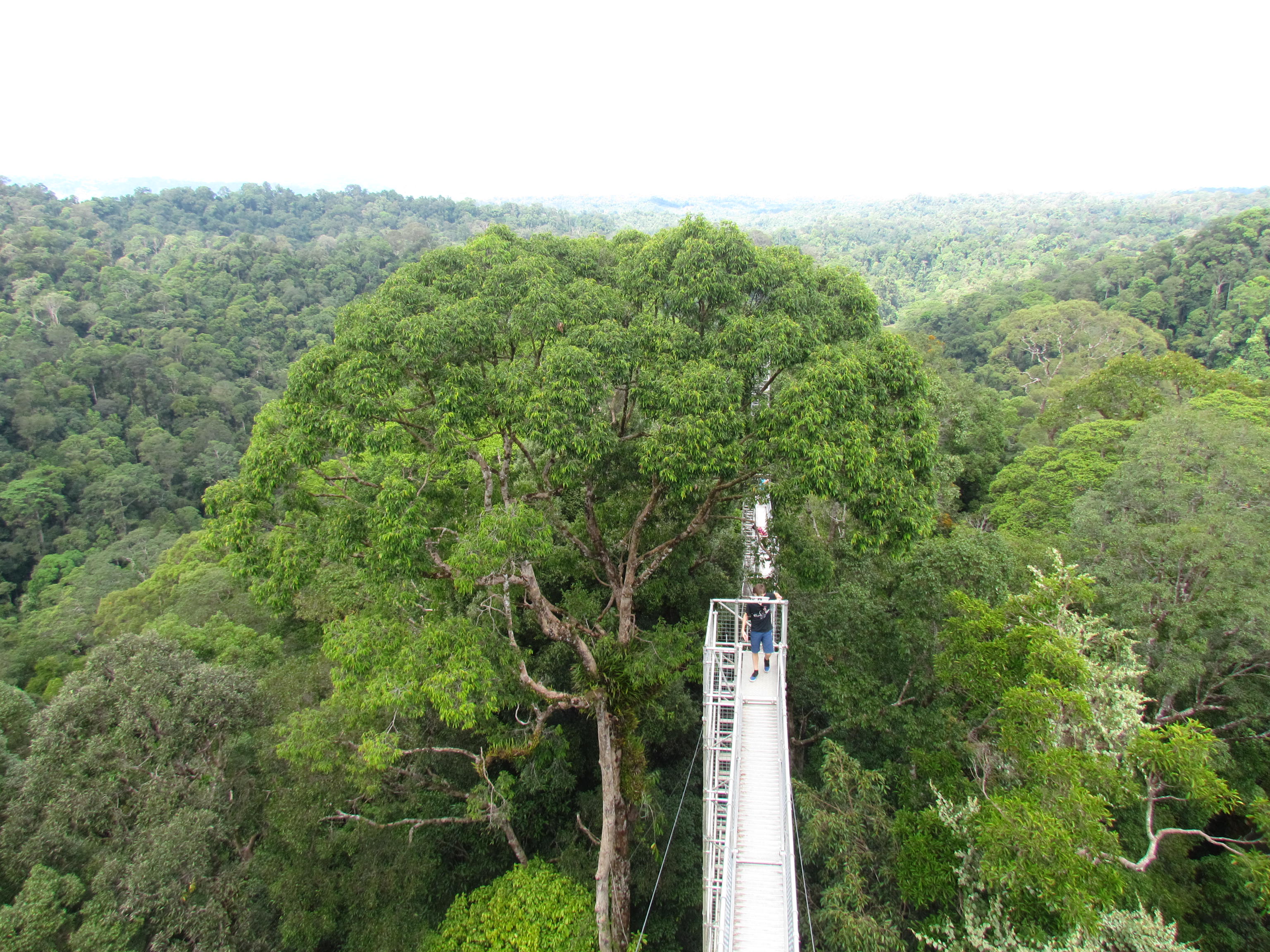 Brunei Cloud Rainforest