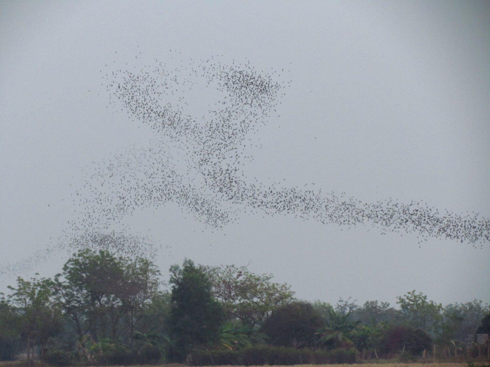 Bats, Cambodia