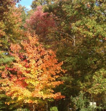 Fall trees, northern Virginia NOVA