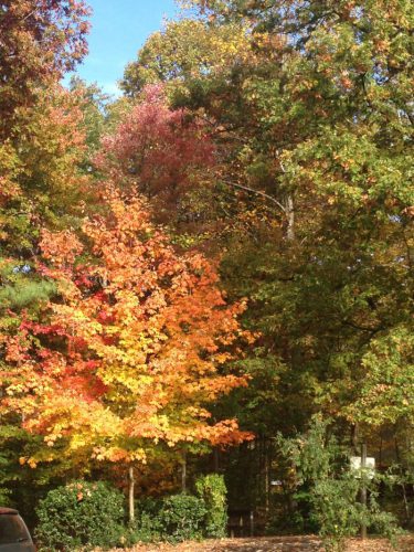 Fall trees, northern Virginia NOVA