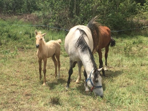 Day old Pony on the Camino Santiago