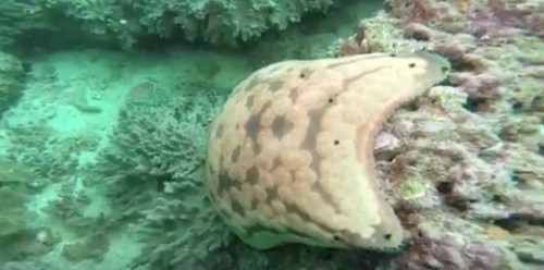 giant starfish underwater scuba picture oman