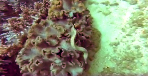 yellow eel underwater scuba picture oman