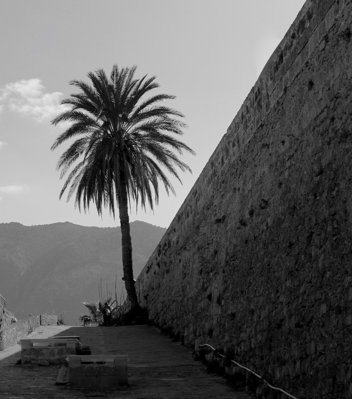 Girne, Cyprus palm tree and wall