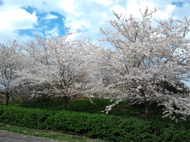 Reston trees spring time virginia