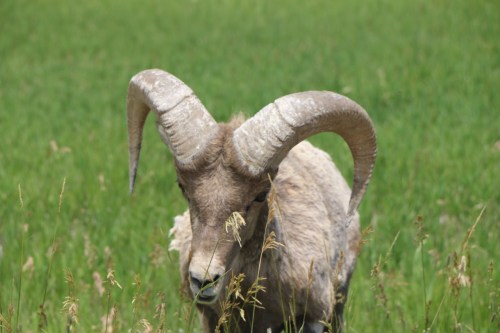 Bighorn Sheep at Badlands National Park
