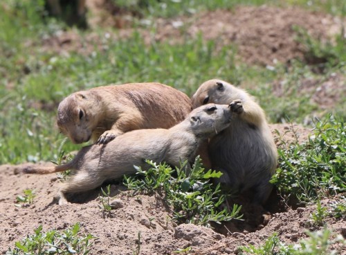 Prairie Dogs at Devil's Tower Wyoming