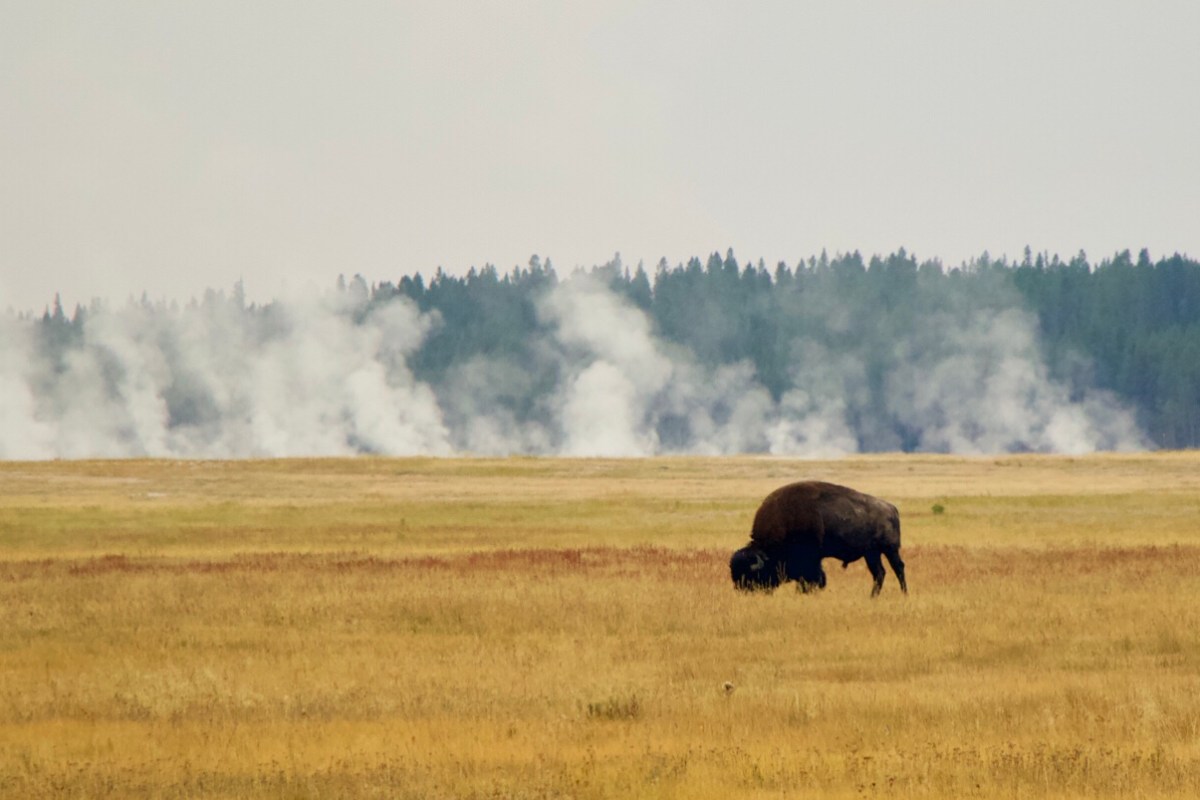 bison in front of steam geysers Yellowstone national park Wyoming