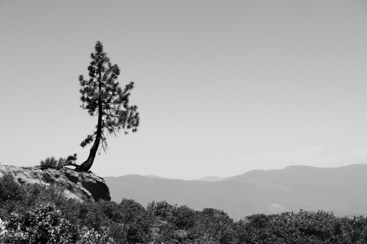 Black and white photo of a lone tree along a range of mountains with smoke clouds obscuring the view in Northern California